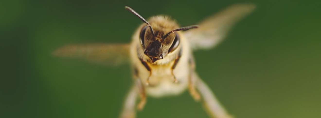 Filmwelt Verleihagentur: Tagebuch einer Biene
