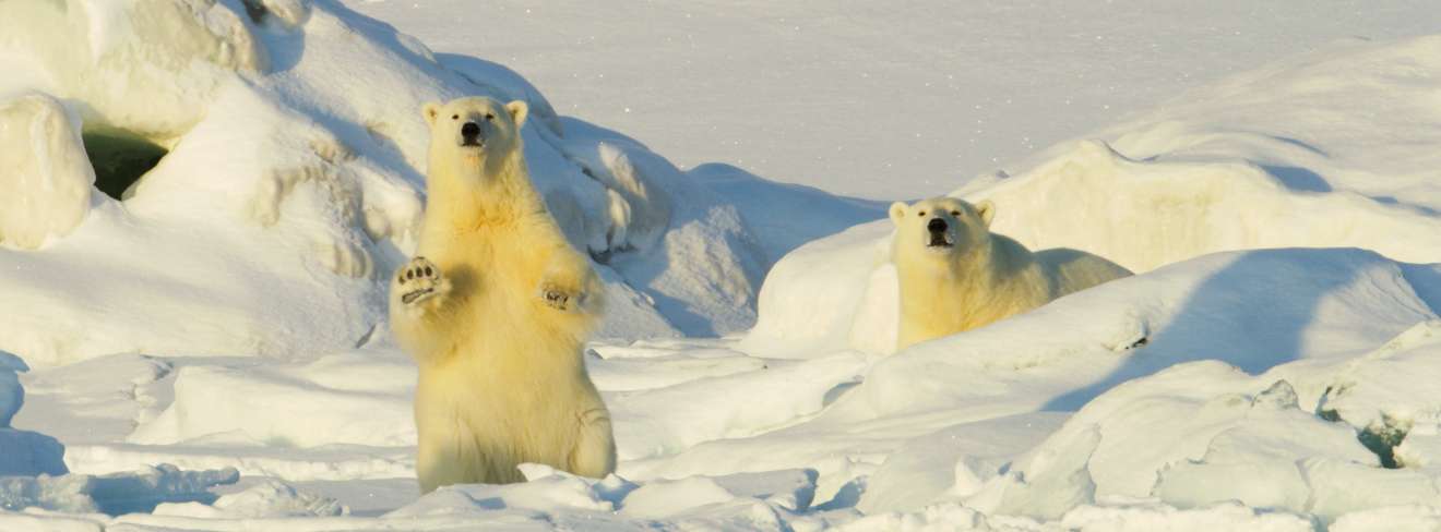 Filmwelt Verleihagentur: Frost ohne Schnee und Eis