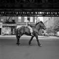 Filmwelt Verleihagentur: Finding Vivian Maier