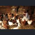 Filmwelt Verleihagentur: Funny Birds - © CHEYENNE FEDERATION – RG FILMS – TF1 STUDIO