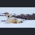 Filmwelt Verleihagentur: Frost ohne Schnee und Eis - Eisb&auml;rmutter Frost mit zwei Jungen in FROST OHNE SCHNEE UND EIS