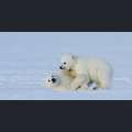 Filmwelt Verleihagentur: Frost ohne Schnee und Eis - Schnee und Eis in FROST OHNE SCHNEE UND EIS