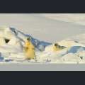 Filmwelt Verleihagentur: Frost ohne Schnee und Eis - Schnee und Eis sind gro&szlig; geworden in FROST OHNE SCHNEE UND EIS