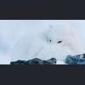 Filmwelt Verleihagentur: Frost ohne Schnee und Eis - Ein Polarfuchs in FROST OHNE SCHNEE UND EIS